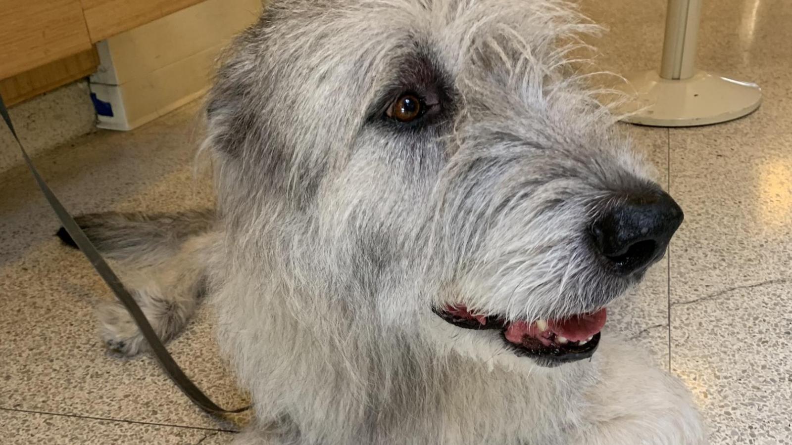 Ely the Irish Wolfhound
