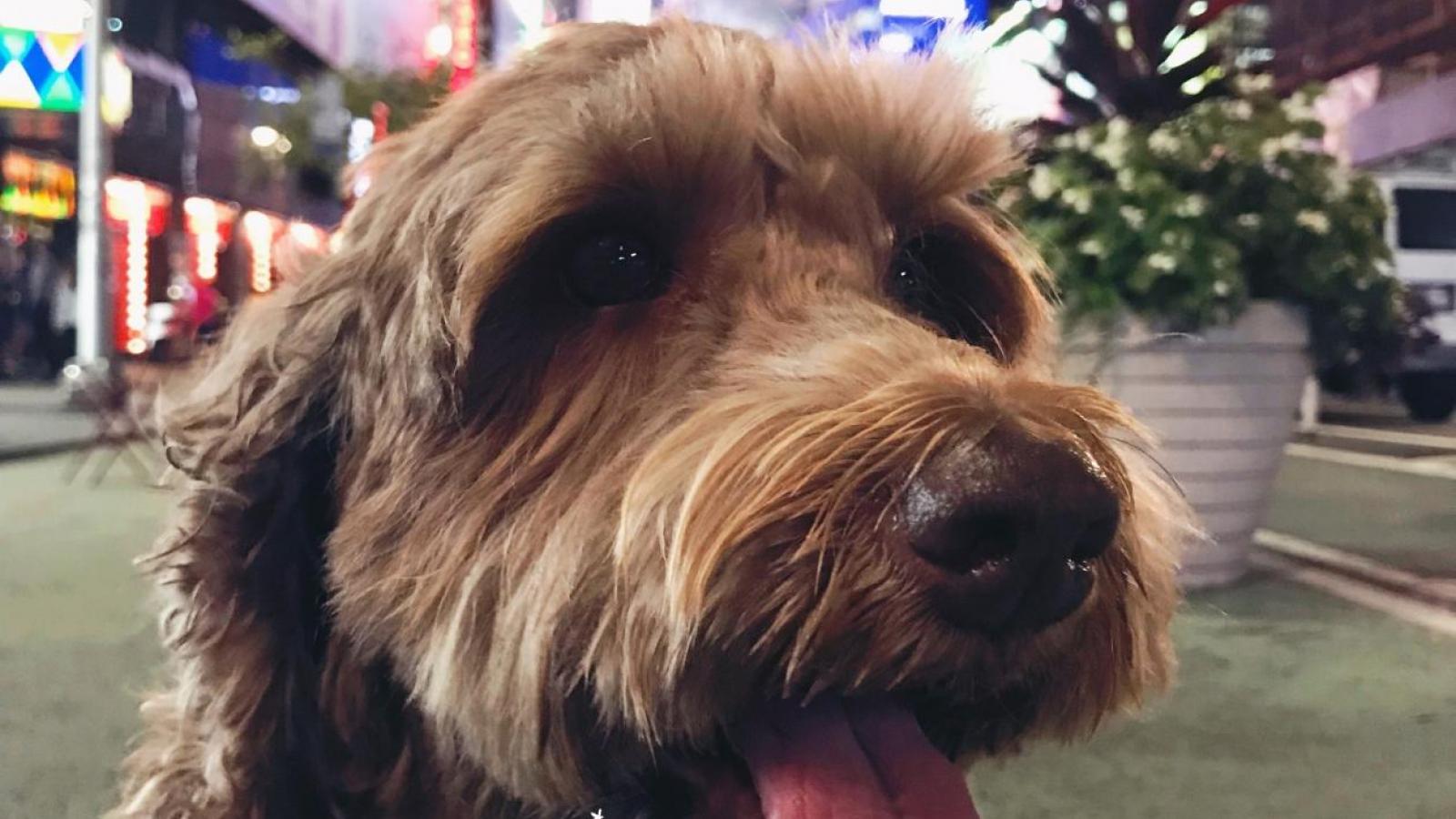 Shiloh the Labradoodle